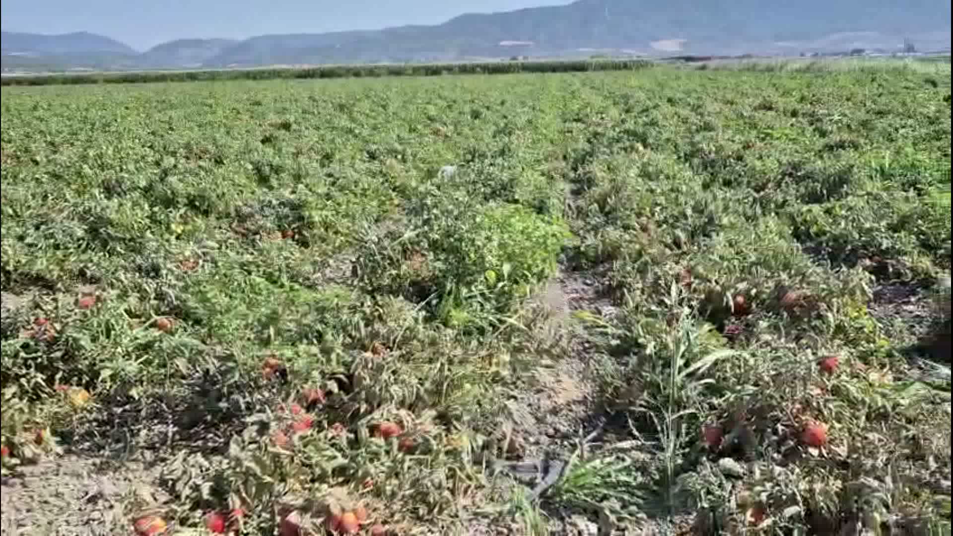 İzmir'in Kınık'ında