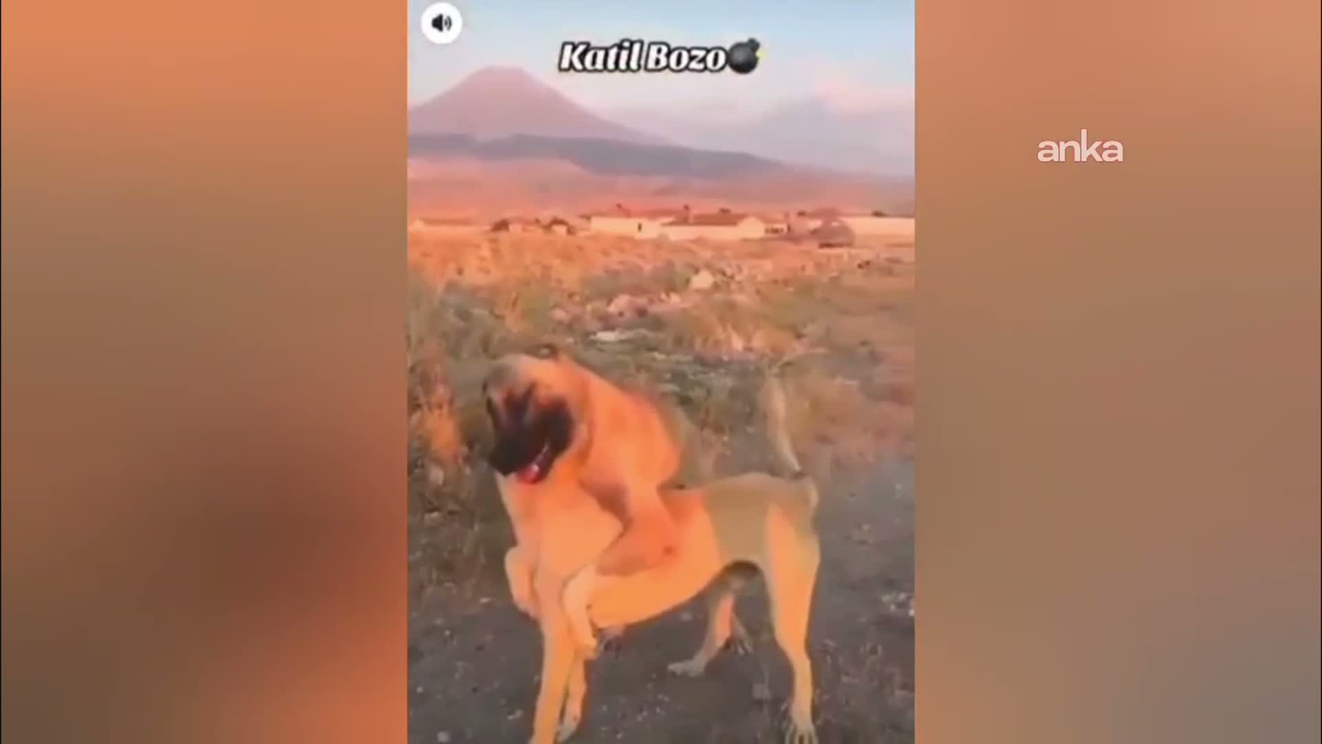köpek dövüşü