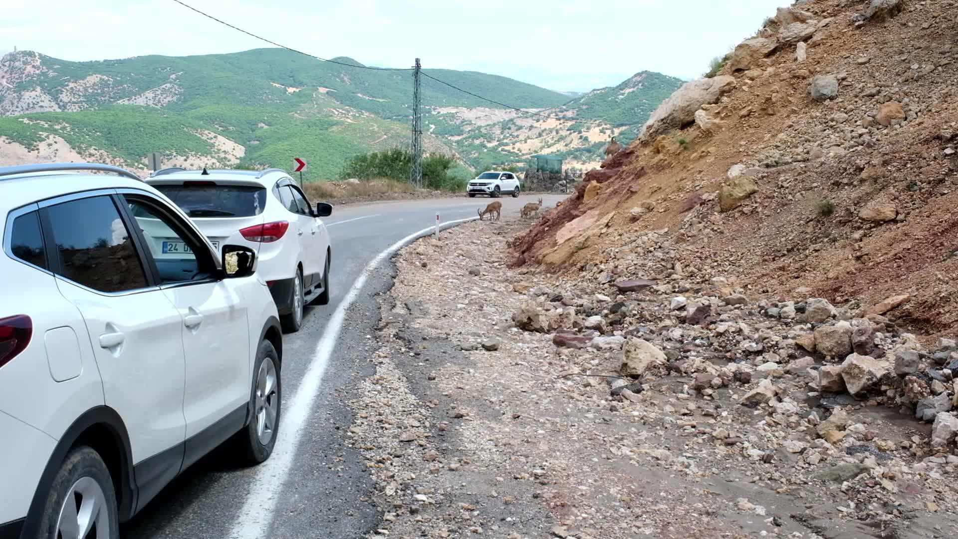Dağ Keçileri